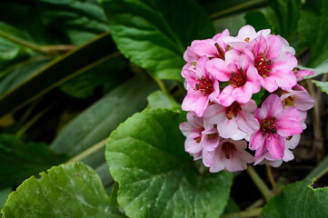 Pink flowers in Sintra, Portugal