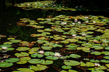 Pond with flowers at the Quinta da Regaleira in Sintra, Portugal
