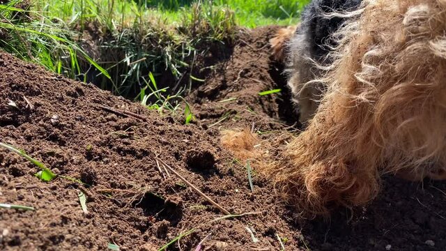 A dog digging a hole in the dirt that flies up and hits the camera.  The Welsh Terrier then stops and pants to cool himself.