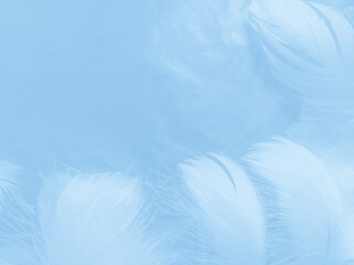 Beautiful abstract colorful blue feathers on white background and soft white feather texture on blue pattern and blue background, feather background, blue banners