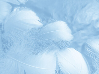 Fototapeta na wymiar Beautiful abstract colorful blue feathers on white background and soft white feather texture on blue pattern and blue background, feather background, blue banners