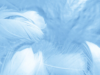 Beautiful abstract colorful blue feathers on white background and soft white feather texture on blue pattern and blue background, feather background, blue banners