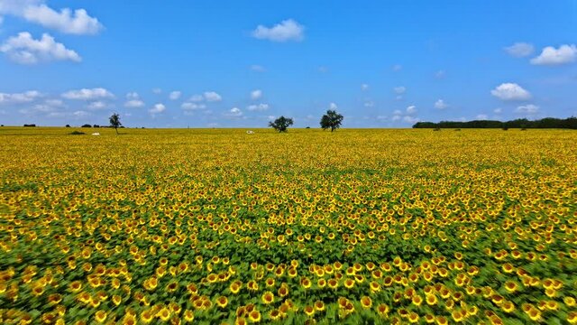 Revealing an endless field of sunflower, blue sky, beautiful yellow and green colors, cars passing. Near Dobrich, Bulgaria