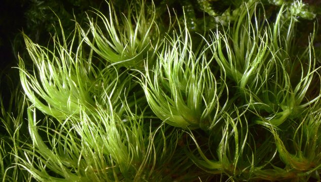 Moss – Dicranum scoparium – Mech – Widłoząb miotlasty – Trójmiejski Park Krajobrazowy