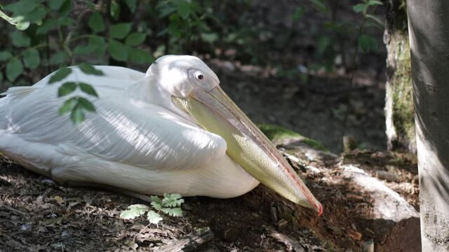 Portrait of a white pelican  in the nature. Zoologic park, zoo, safari