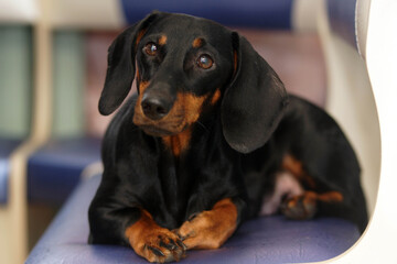 An adult black dachshund dog sitting on a sofa