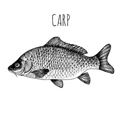 Carp. Sea fish. Hand-drawn sketch. Vintage style. Fish and seafood products.