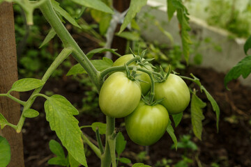 Green tomatoes growing on branches in a greenhouse.