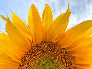 yellow sunflower flower close up