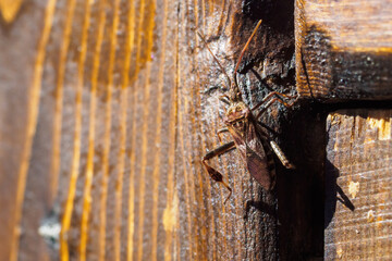 Western conifer seed bug, Leptoglossus occidentalis on wooden plank on sunny summer day