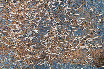 Dry fallen ash tree seeds and yellow pine needles on the pavement, texture autumn background