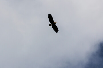 Soaring hawk in the sky.