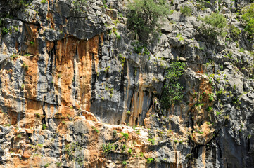 Vulture nests in the Buitreras Canyon -Canon de la Buitreras- famous gorge of the Alcornocales Natural Park, near Cortes de la Frontera. Malaga Province, Andalusia, Spain.