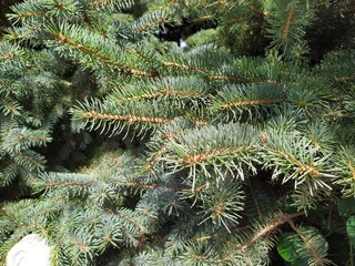 Naklejka na ściany i meble Green fluffy branches of the tree fir