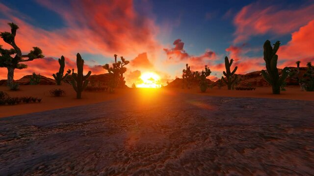 Beautiful sunset over Cactus and Joshua tree in American Desert