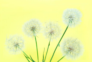 Fototapeta na wymiar White dandelions inflorescence on yellow background. Concept for festive background or for project. Creative copy space