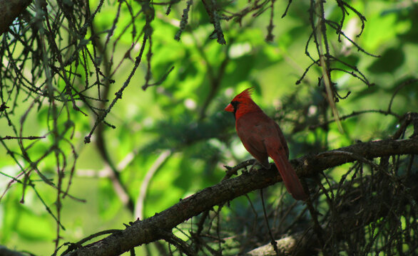 Cardinal Sitting on Branch