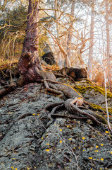 Fototapeta premium Tree in sunset light with rocks. Brocken, Harz Mountains, Harz National Park in Germany.
