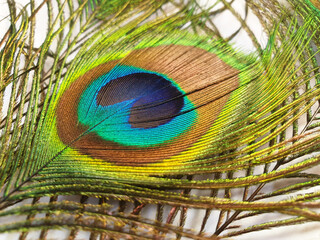Obraz premium One multicolored peacock feather.