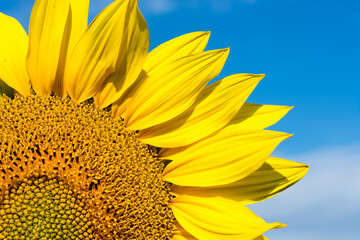 Sunflower against the blue sky.