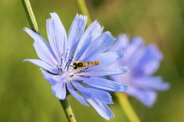Beautiful fly on a chicory flower. Close-up.