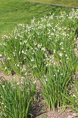 Snowdrops flowering in Spring
