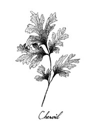 Herbal Plants, Hand Drawn Illustration of Chervil or French Parsley Isolated on A White Background Used for Seasoning in Cooking.
 - obrazy, fototapety, plakaty