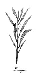 Fototapeta premium Rośliny ziołowe, ręcznie rysowane ilustracja świeżego estragonu, estragonu i Artemisia Dracunculus roślin na białym tle na białym tle używany do przyprawiania w gotowaniu.