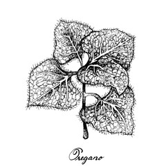 Herbal Plants, Hand Drawn Illustration of Oregano, Sweet Marjoram or Origanum Vulgare Plant Used for Seasoning in Cooking.

