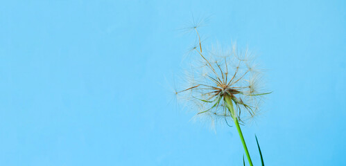 White dandelions inflorescence on blue background. Concept for festive background or for project. Creative copy space