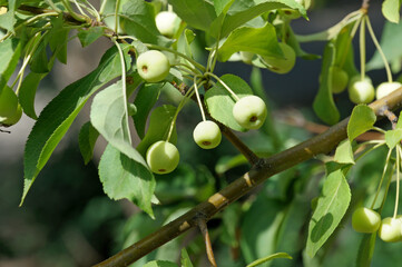 fruits of a decorative white apple tree in the rays of the bright sun