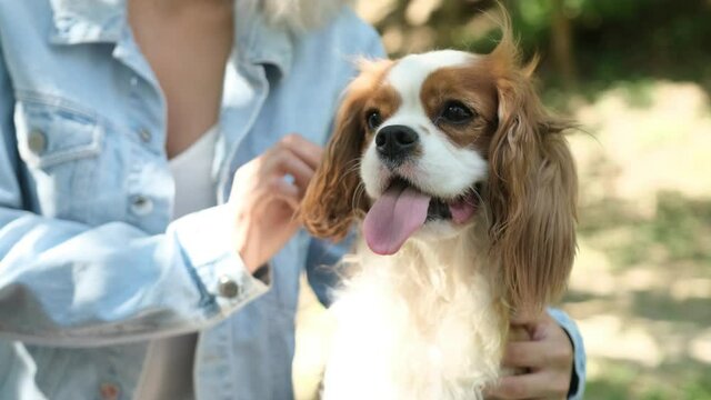 Cavalier king charles spaniel dog sitting on chair in the park with his owner, a blonde hair girl