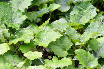 Coltsfoot (Tussilago farfara) grows in nature