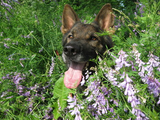 Deutscher Schäferhund Blumen in hohem Gras Wiese Blumenwiese Wildblumen Hund