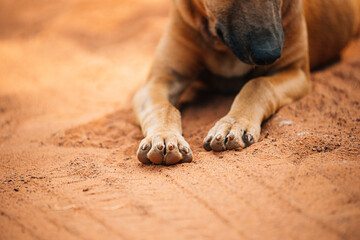Fototapeta premium Homeless Red Mixed Breed Dog Resting Sleeping Outdoor On Orange Sand. Focus On Paws