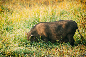 Big Household Black Pig Looking For Food In Fresh Green Grass In Farm. Pig Farming Is Raising And Breeding Of Domestic Pigs. It Is A Branch Of Animal Husbandry.