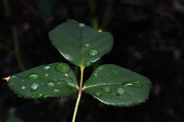 Green Leaf Rain