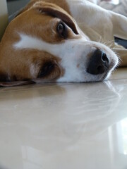 Luna in  sun © Tomas