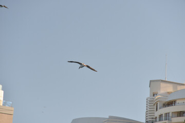 sea gull flies over the sea and the coast, hoping to see a tasty piece of food