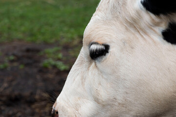 Vache laiti&egrave;re