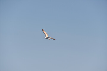 sea gull flies over the sea and the coast, hoping to see a tasty piece of food