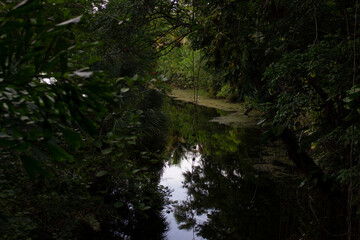 River in the Forest