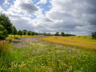 next to brown wheat field a strip with purple phacelia is planted