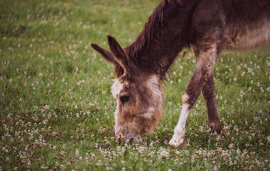 Fototapeta premium Donkey