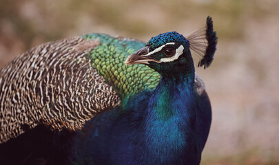Obraz premium Peacock