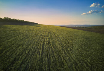 Aerial View From The Drone, A Bird'S Eye View To The Forest With Green Plantings