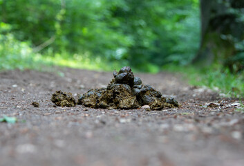 horse apples on a path in a forest