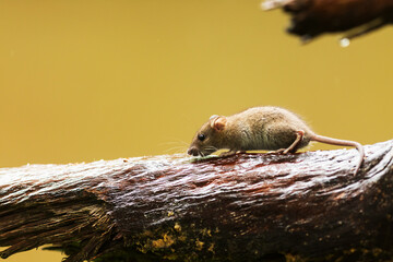 yellow-necked mouse (Apodemus flavicollis) on the wet trunk
