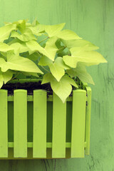 Plants in wooden pot on green background. Green wall, eco friendly vertical garden. Potted plant in outdoor garden