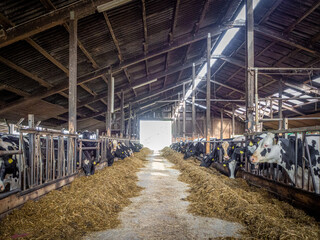 black and white cows stand side by side in a cowshed and eat feed